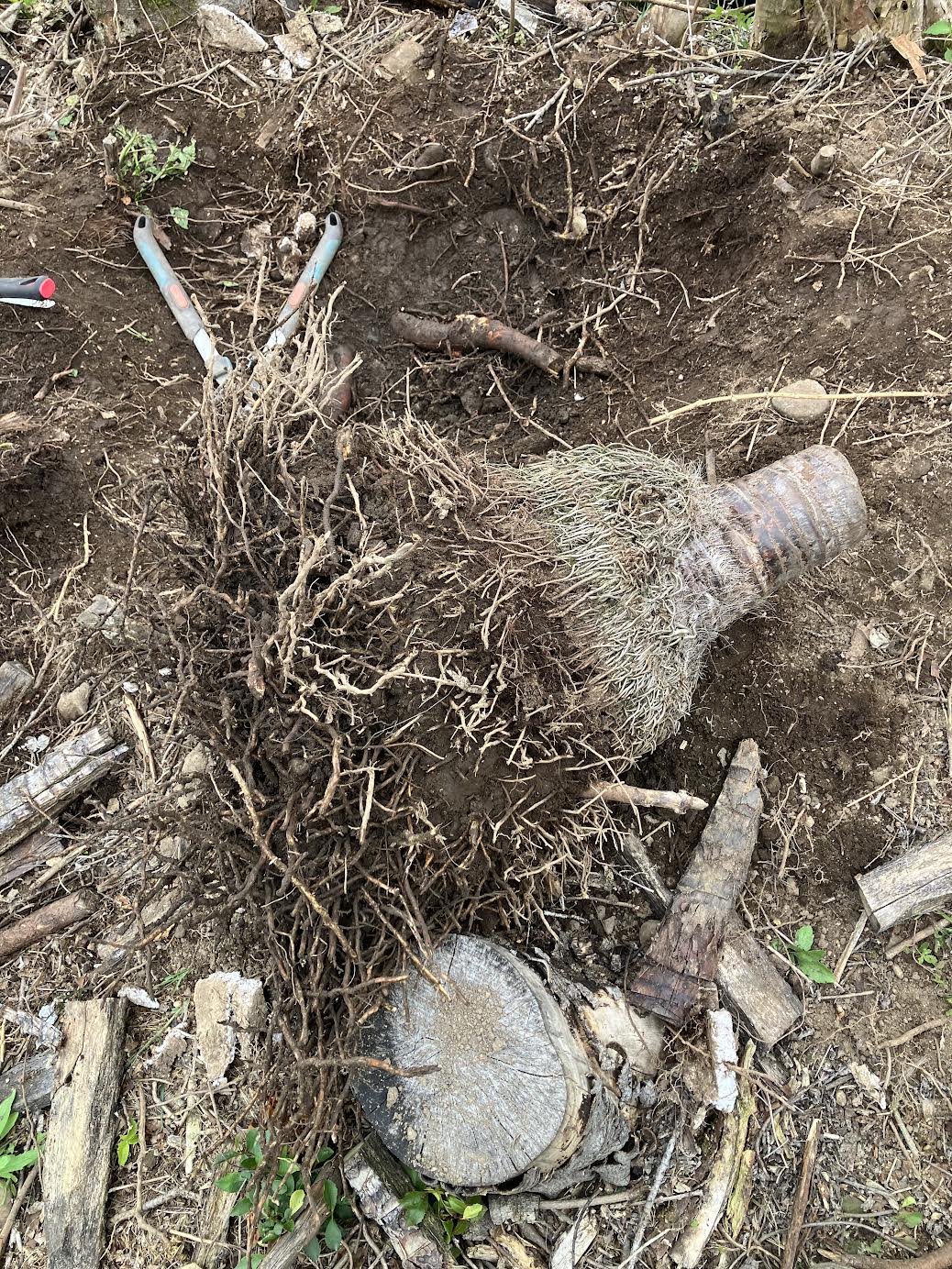 抜根して地面から引き抜いたシュロの全体