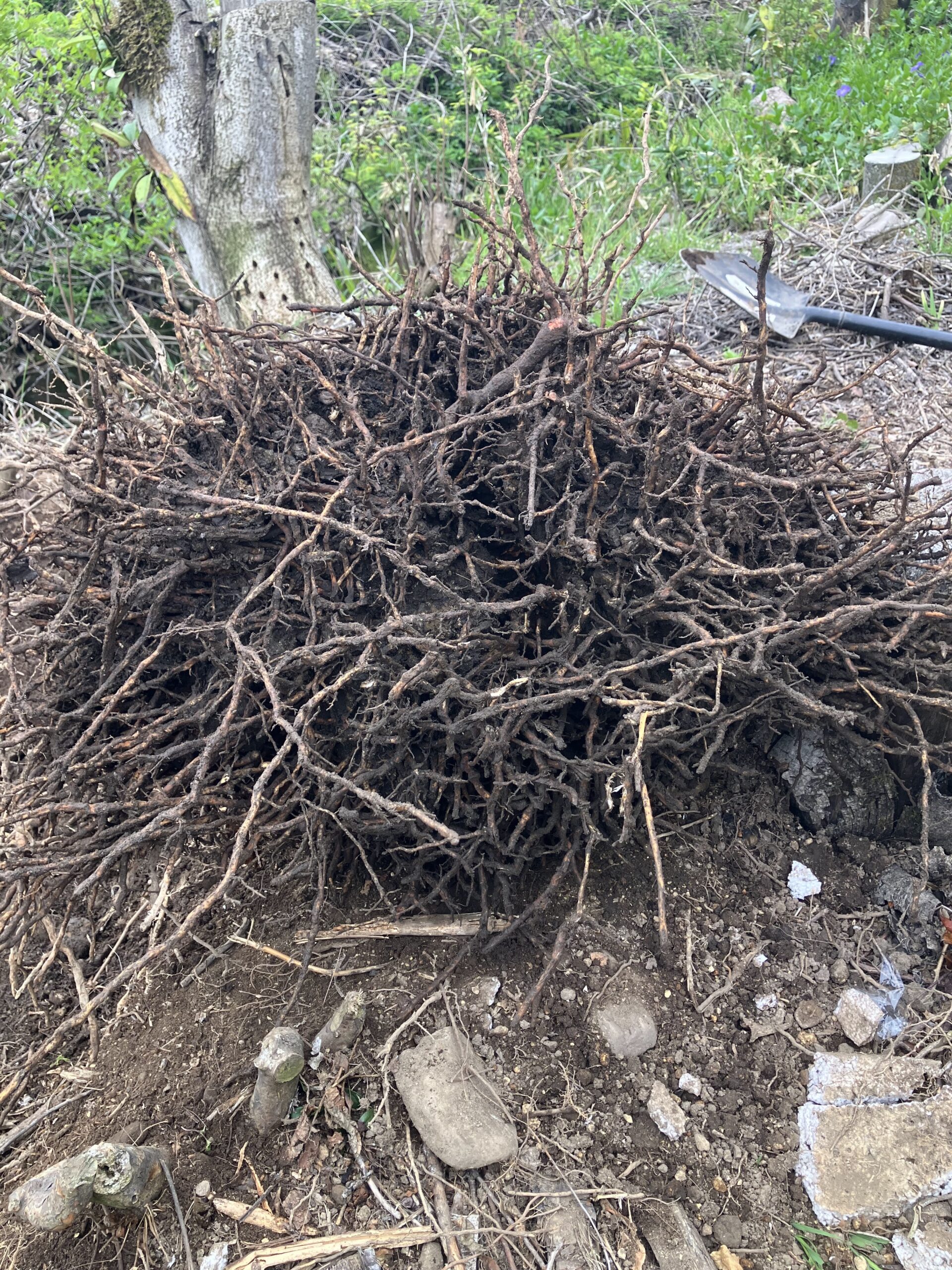 シュロの根の構造 無数に広がる細い根の様子