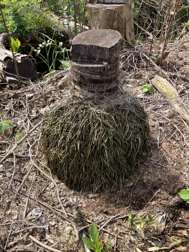 抜根前のシュロの切り株 地面に残った状態