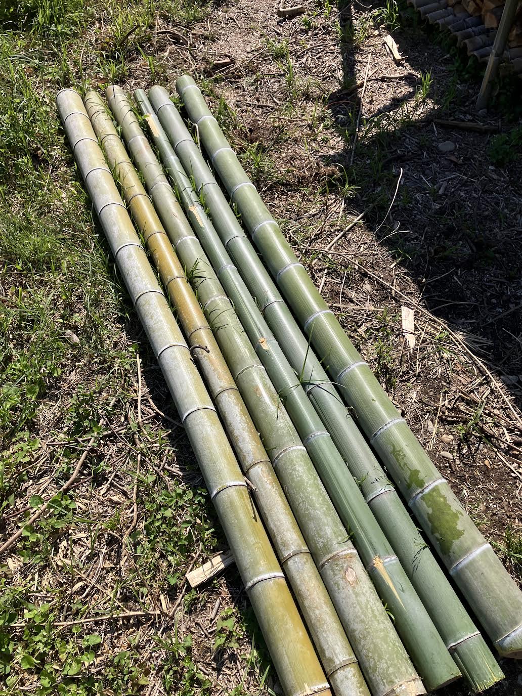 農地の竹橋DIY用に伐採して集めた竹材