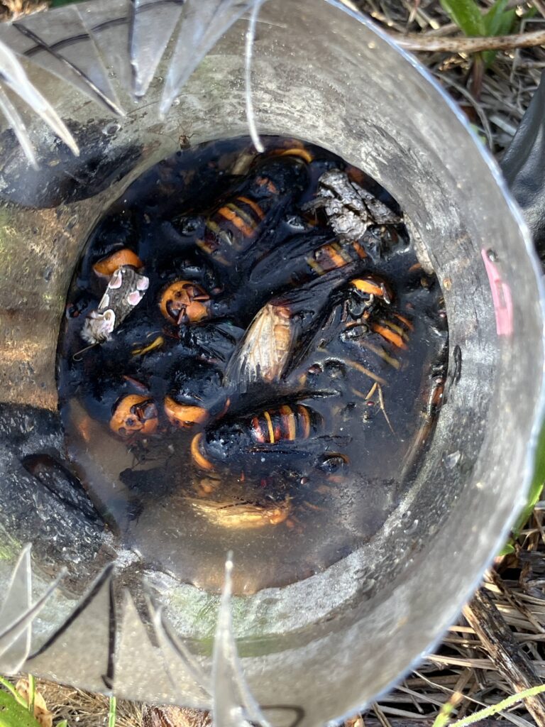 スズメバチを大量捕獲したトラップの様子