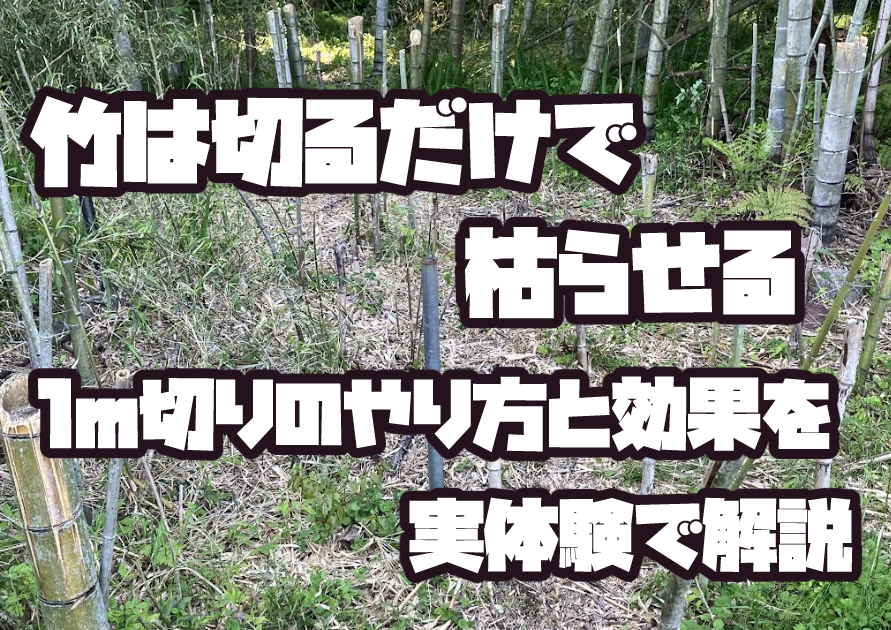 竹を1m切りして通路を確保した竹林整備後の様子