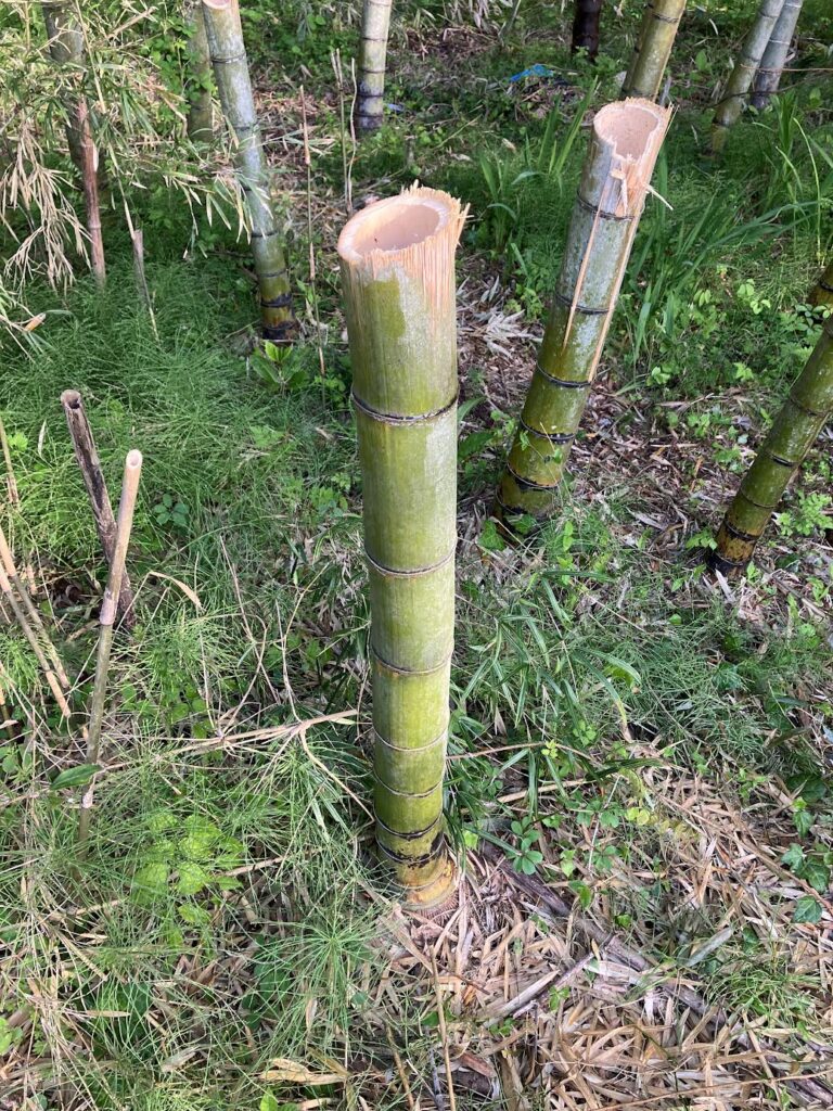 竹を地面から約1mの高さで切った状態の写真