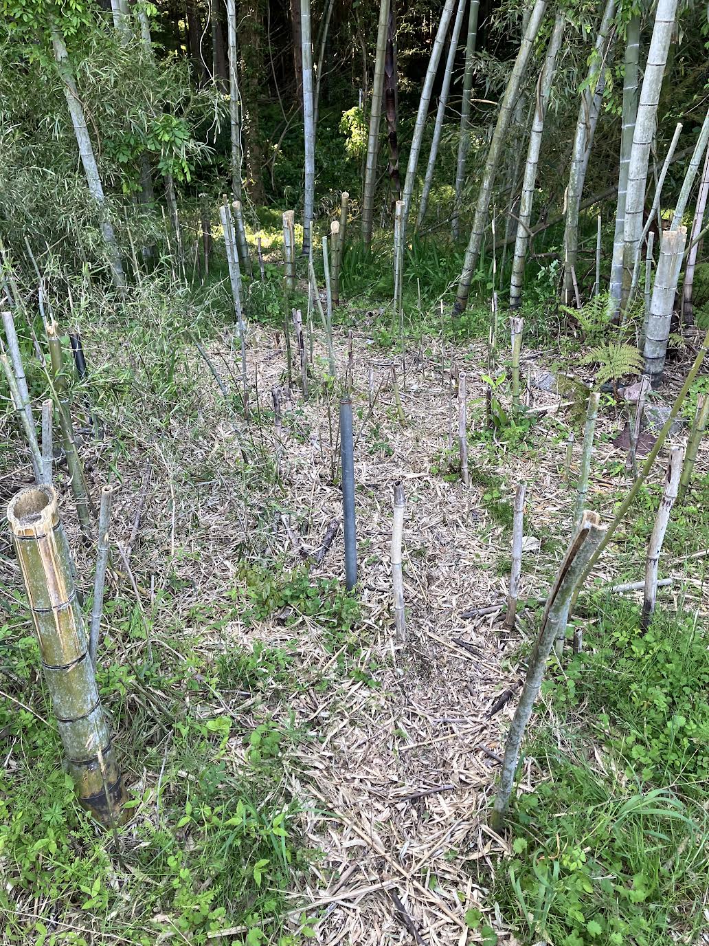 竹の1m切りで通路を確保した整備後の竹林の様子