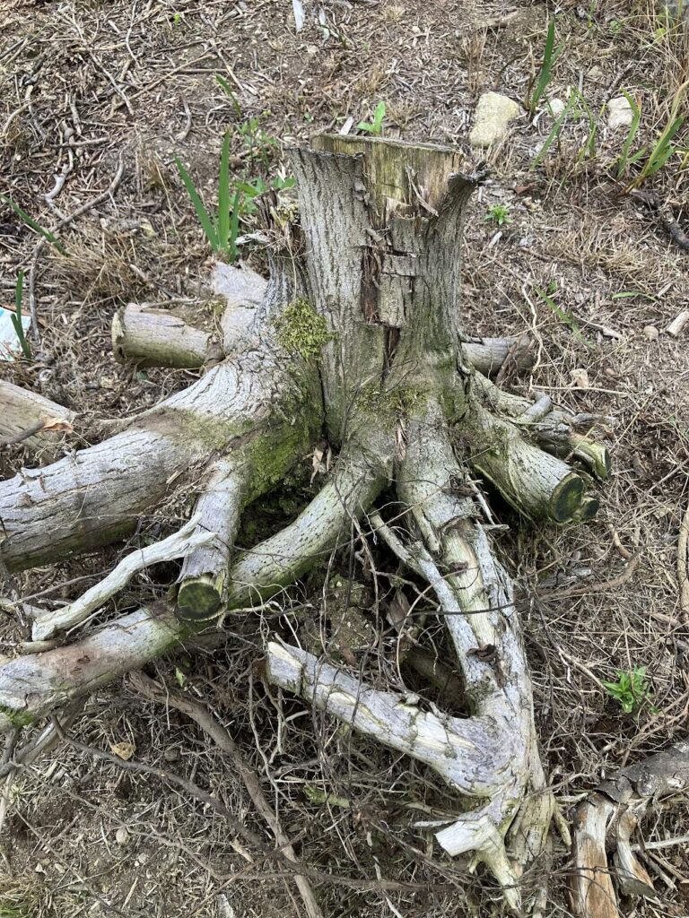 分解前の大きな切り株