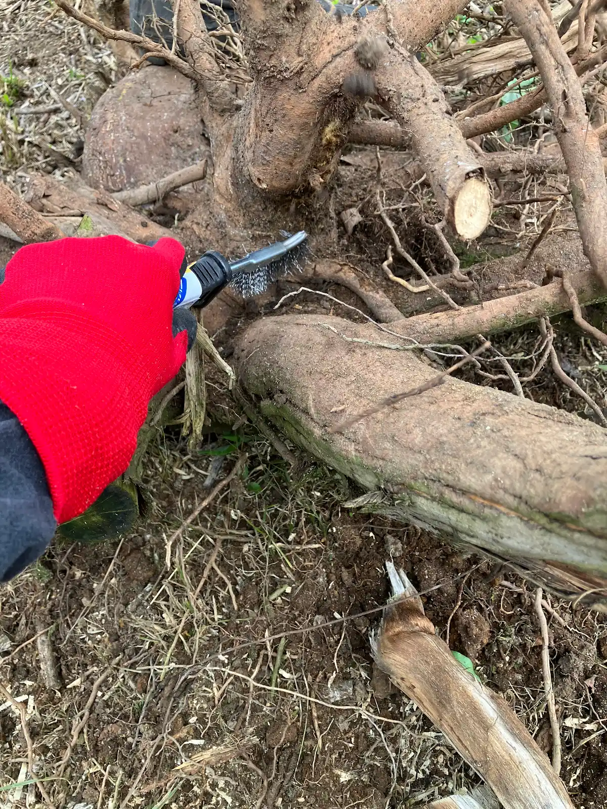 ワイヤーブラシで切り株の根に付着した土を落とす作業