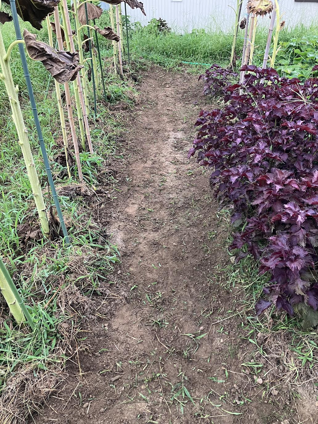 草取りノコギリ鎌で草刈りした後の畑の畝と通路