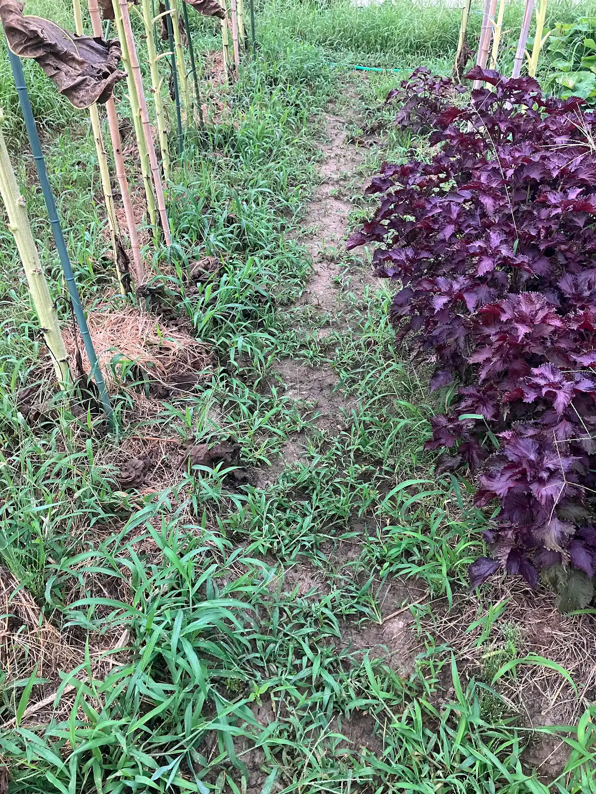 草刈り前の畑の畝と通路