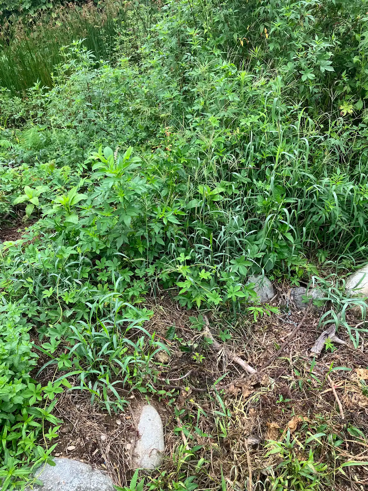 草刈り前の花壇に生えた雑草