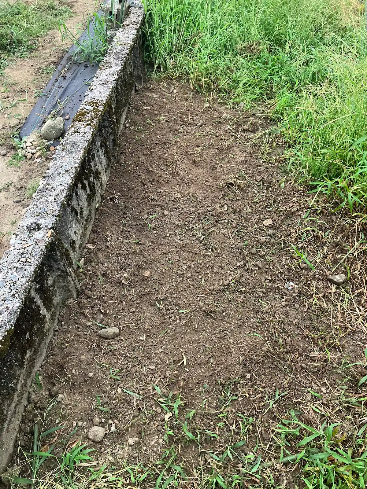 草取りノコギリ鎌で草刈りした後の平地
