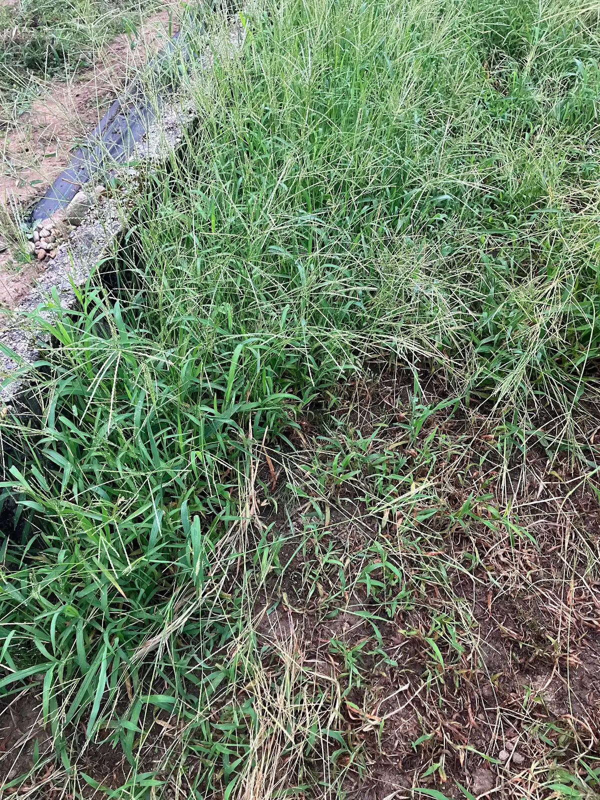 草刈り前の平地の雑草