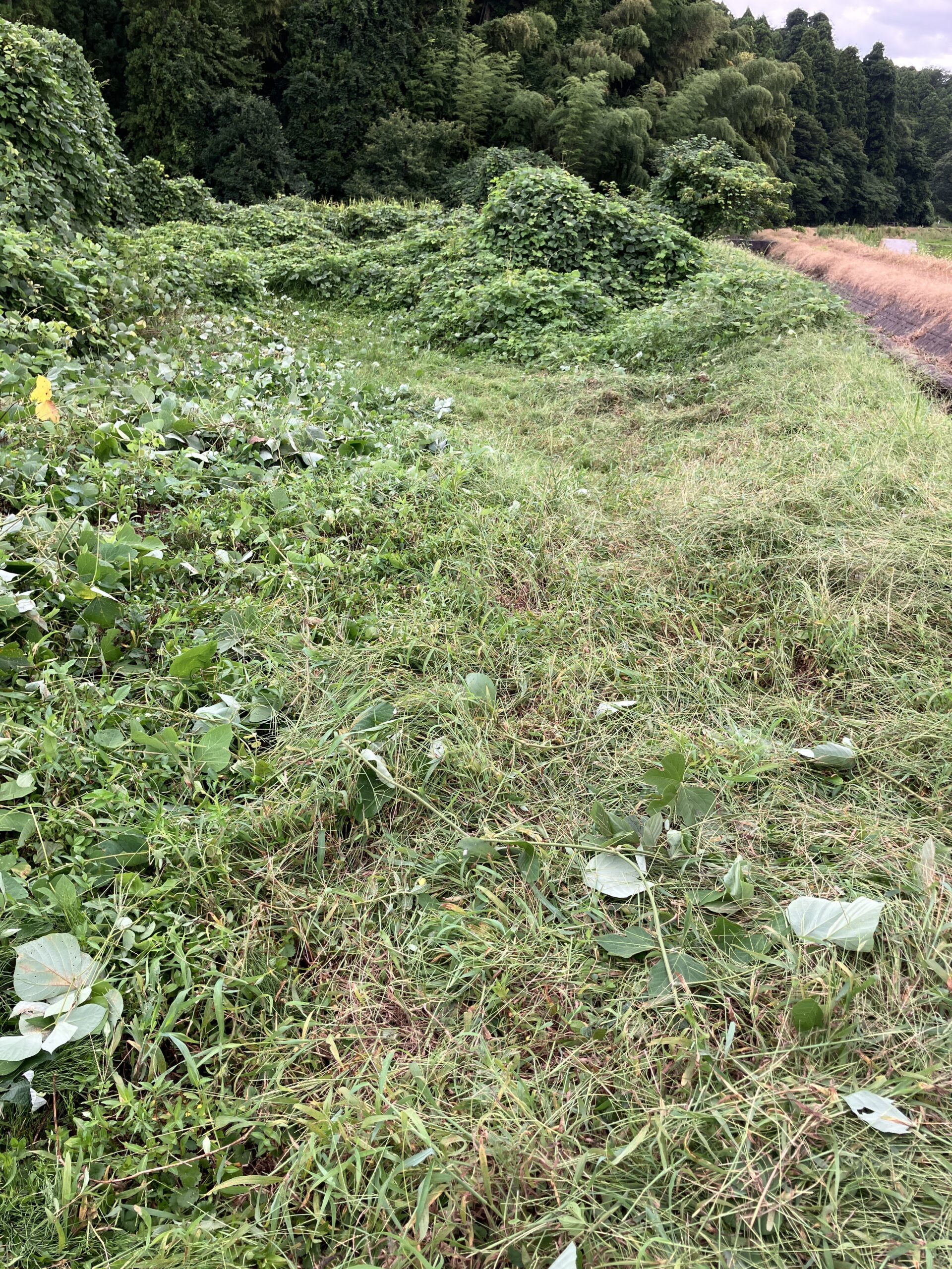 大鎌を使って草刈りをした後の農地