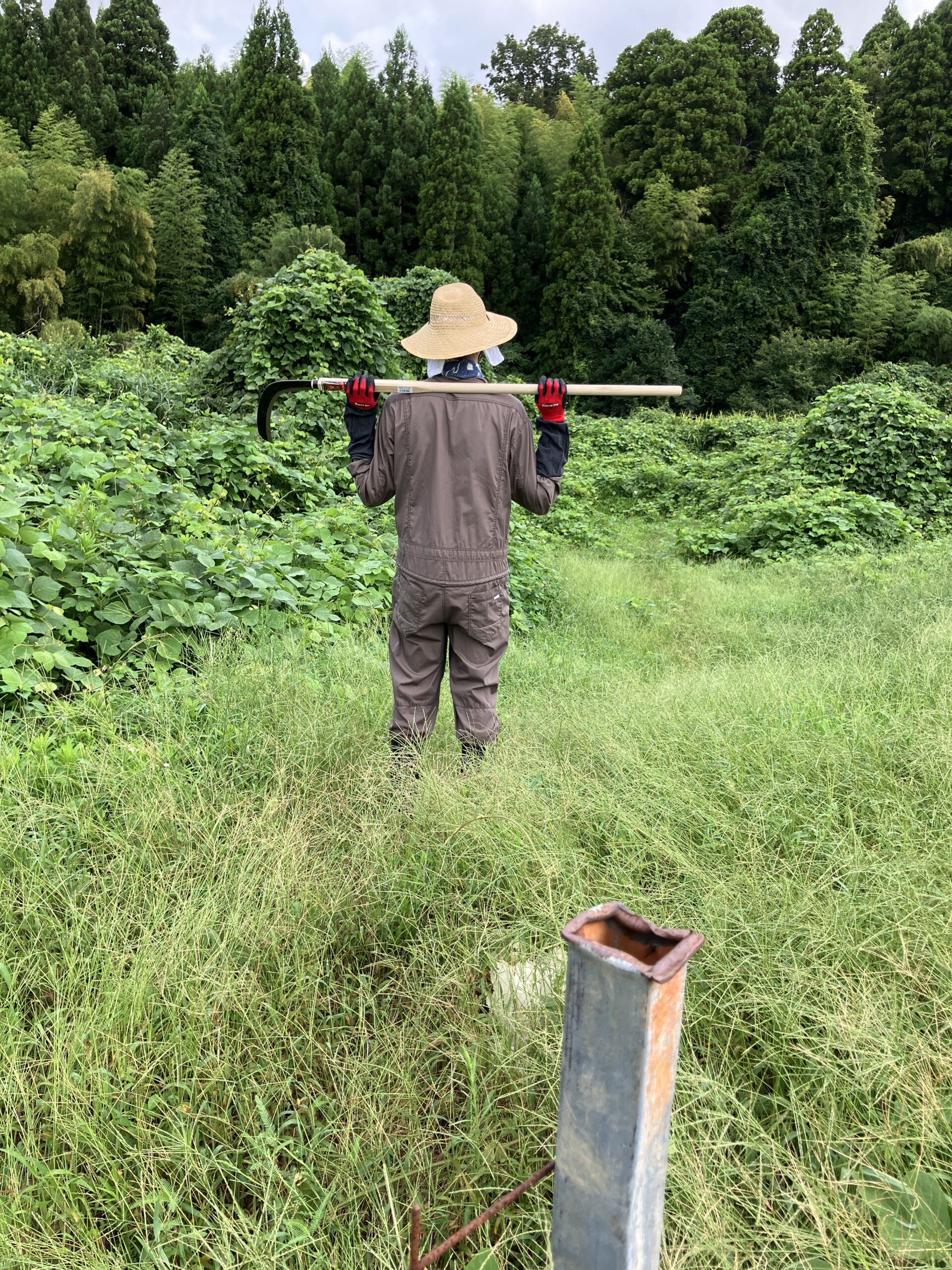 大鎌で草刈りをする前の農地