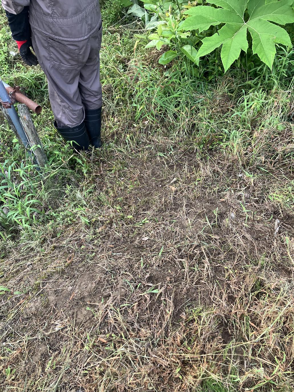 土佐鎌で草刈りした後の法面