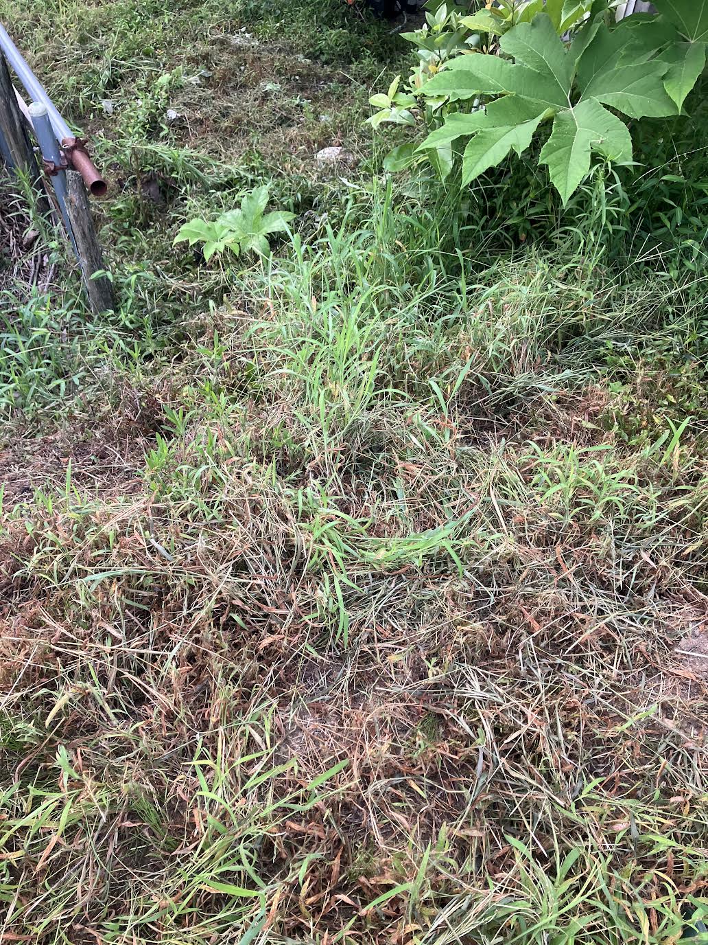 土佐鎌で草刈りする前の法面の雑草