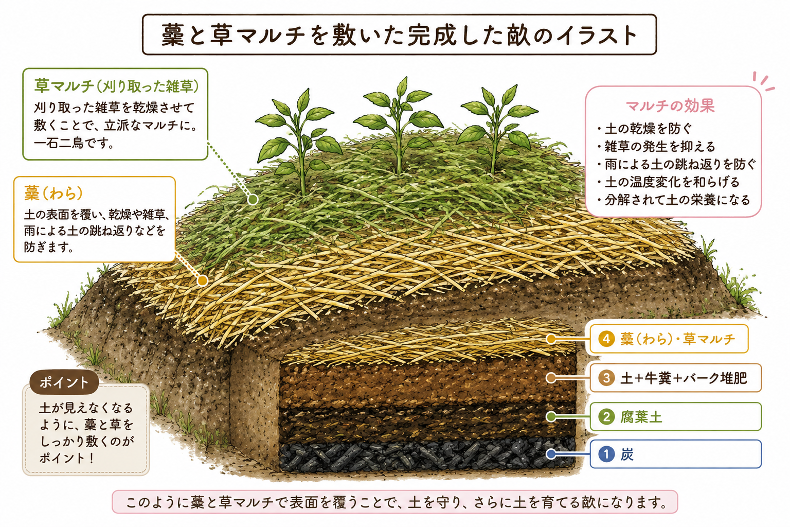 刈り取った雑草を藁の代わりに草マルチとして畝に敷いている様子