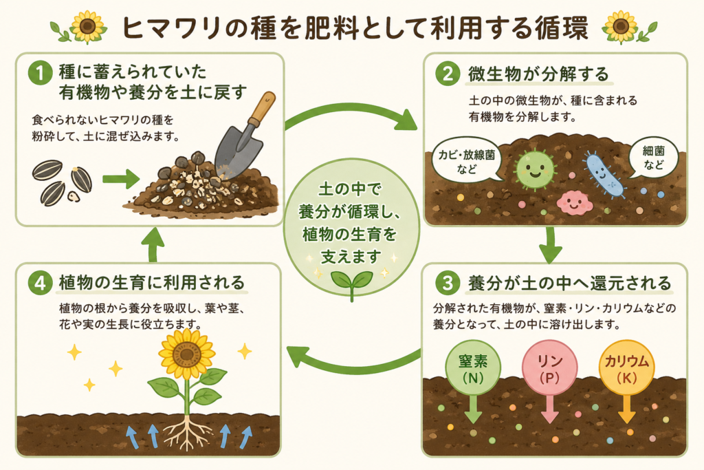 ヒマワリの種が微生物に分解されて養分として土に還元される流れを示したイラスト