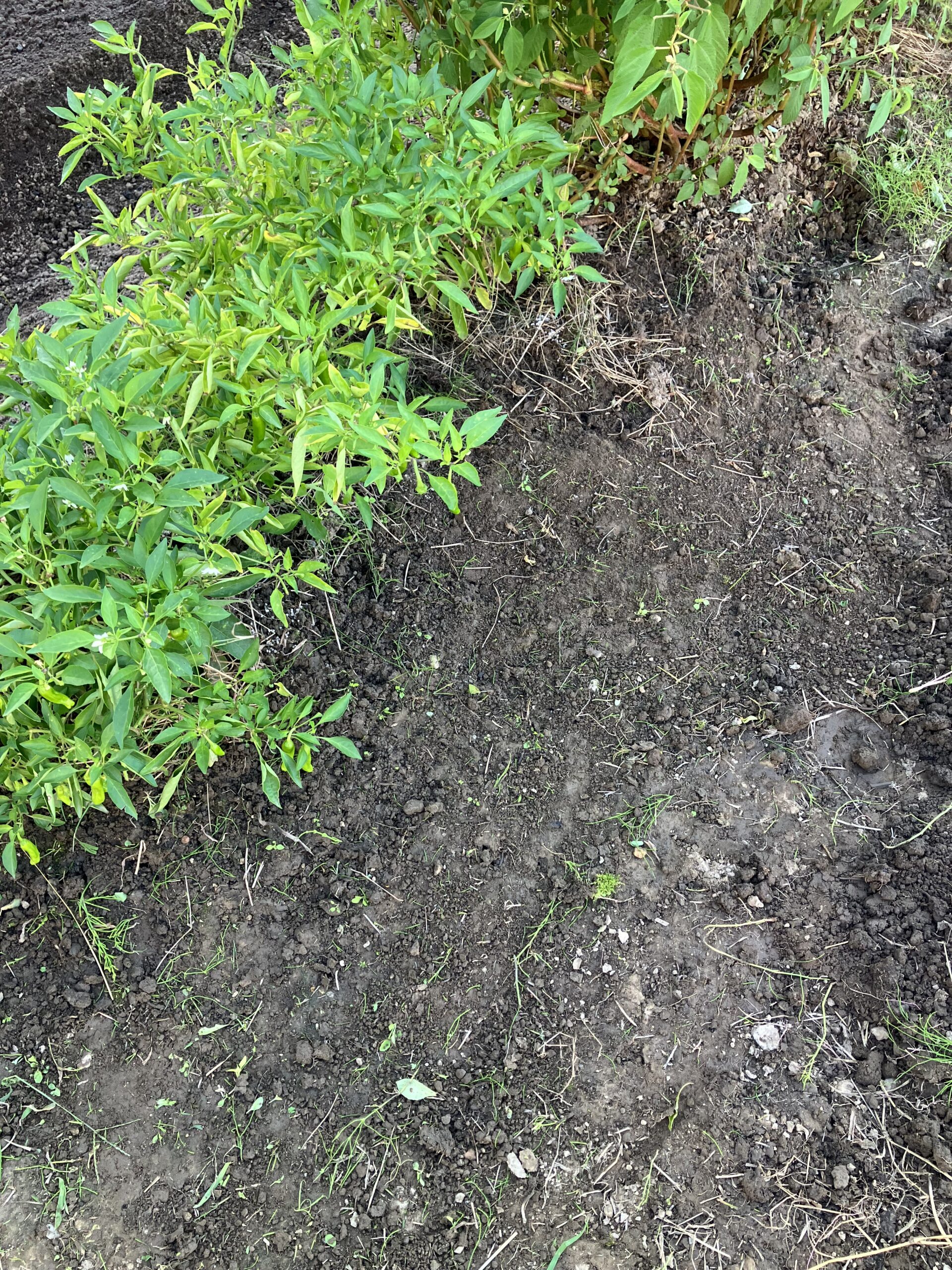 ねじり鎌で畑の畝に生えた細かな雑草を刈り取った後の様子