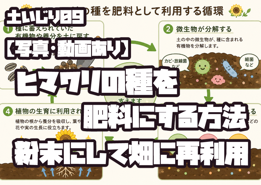 ヒマワリの種を粉末にして肥料として畑に再利用する方法を紹介した図解