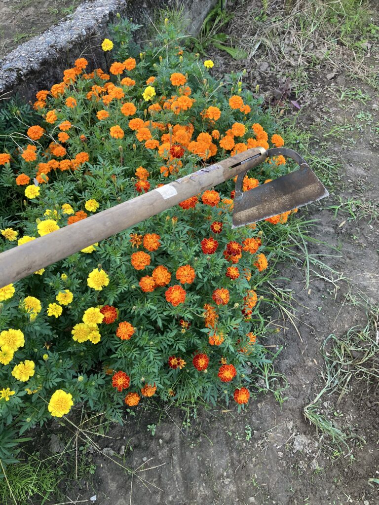 畑の雑草を刈り取るために使用する立鎌